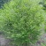 日本雪铃树，乔木茉莉花！香化美化新品种，乔木茉莉花大树！