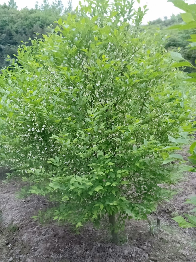 日本雪铃树，乔木茉莉花！香化美化新品种，乔木茉莉花大树！