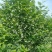 日本雪铃树，乔木茉莉花！香化美化新品种，乔木茉莉花大树！