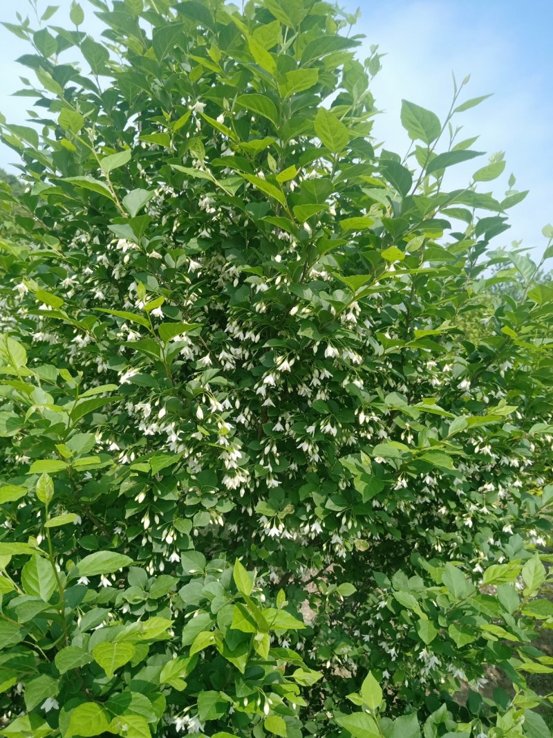日本雪铃树，乔木茉莉花！香化美化新品种，乔木茉莉花大树！