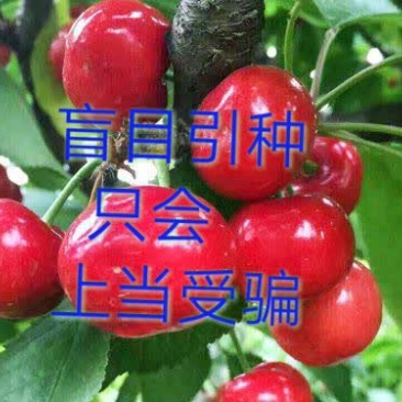 山西布鲁克斯大樱桃苗车厘子苗保证品种签合同