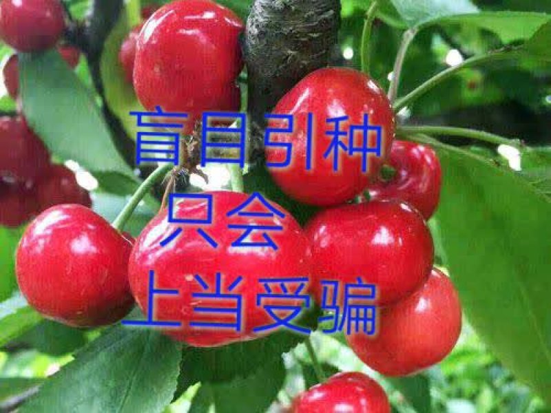 山西布鲁克斯大樱桃苗车厘子苗保证品种签合同