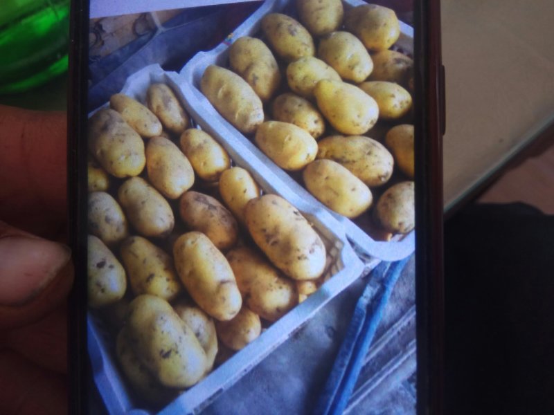 大量荷兰十五土豆上市中。光色鲜艳个大，品质优