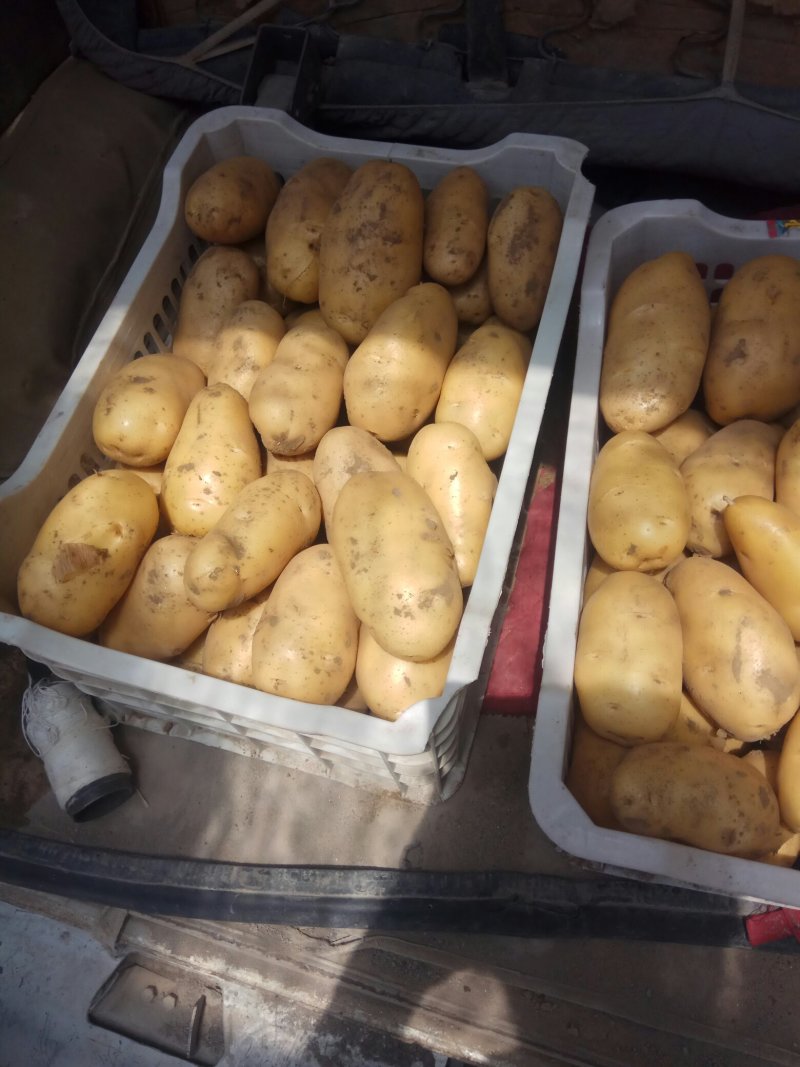 大量荷兰十五土豆上市中。光色鲜艳个大，品质优