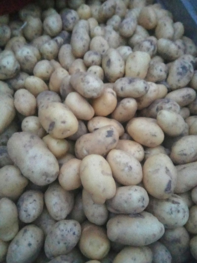 大量荷兰十五土豆上市中。光色鲜艳个大，品质优