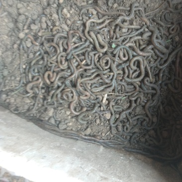 青蚯蚓
