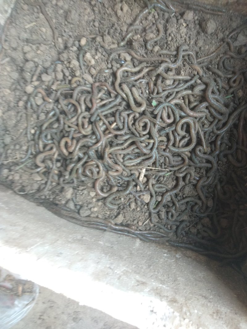 青蚯蚓
