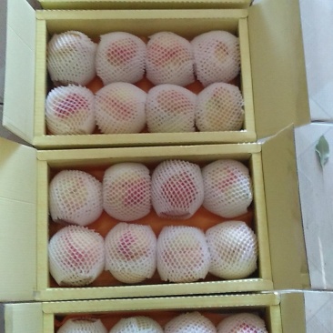 正宗阳山水蜜桃，6月10日起预售