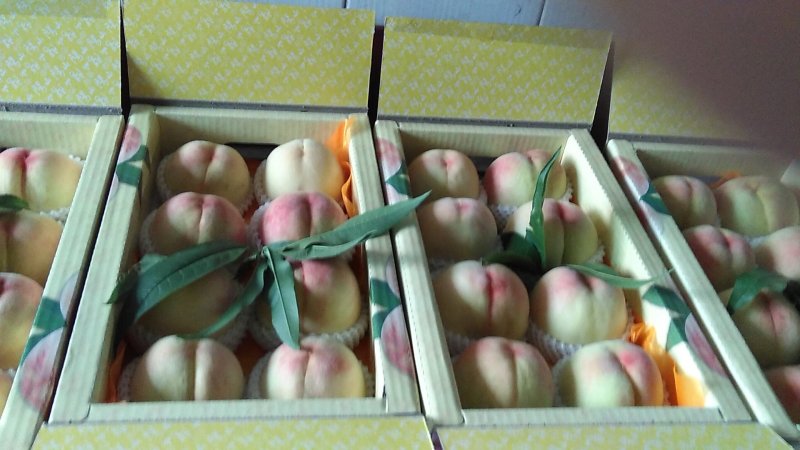 正宗阳山水蜜桃，6月10日起预售
