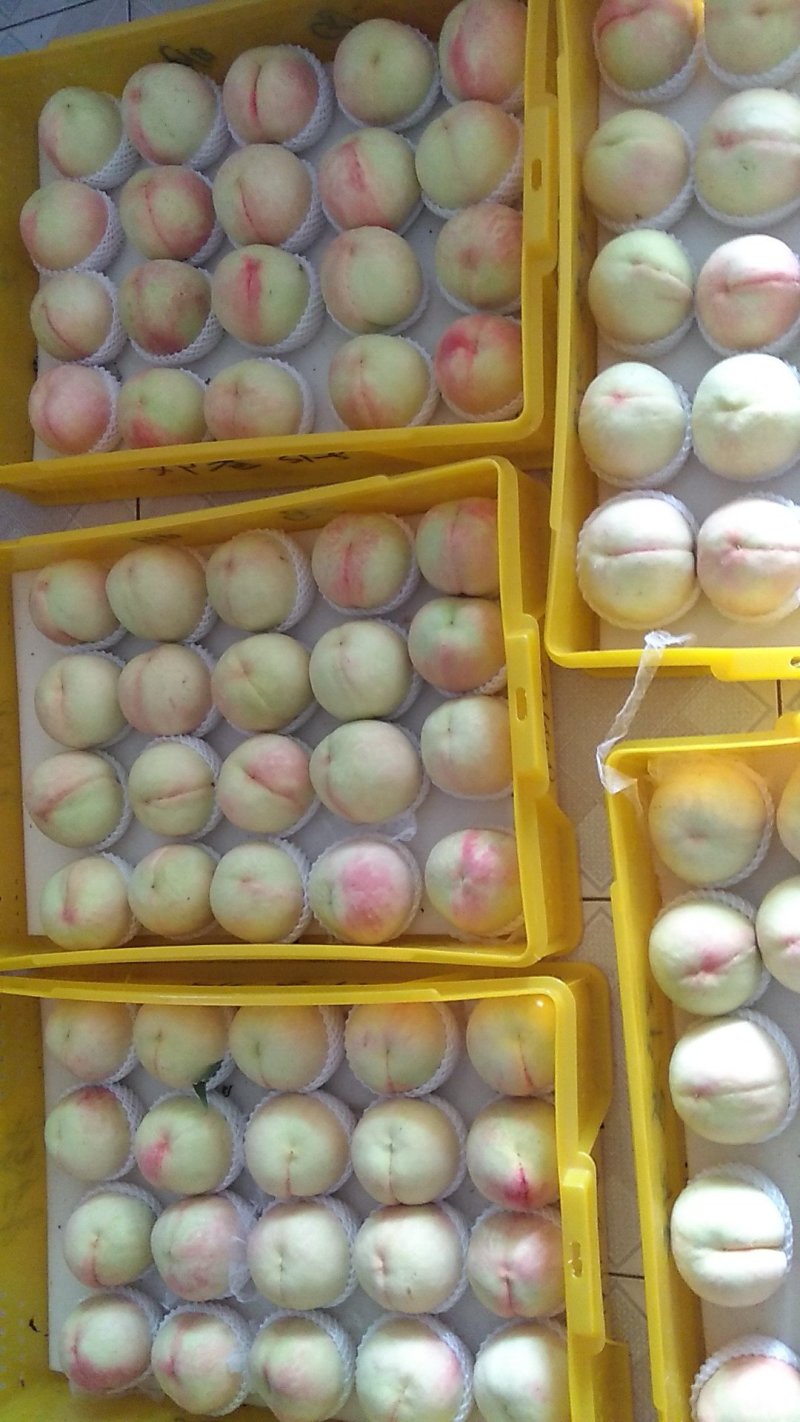 正宗阳山水蜜桃，6月10日起预售