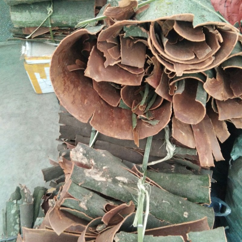 野生桂皮