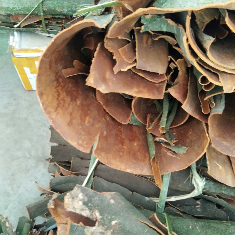野生桂皮