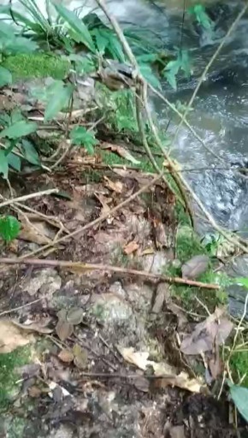 粤北韶关本地野生金线莲，大叶金线莲