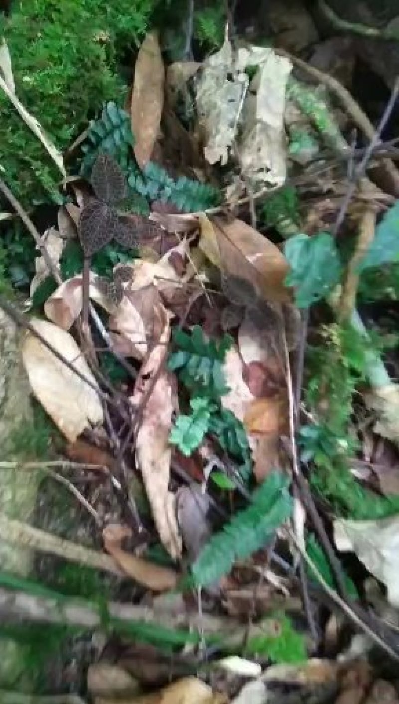 粤北韶关本地野生金线莲，大叶金线莲