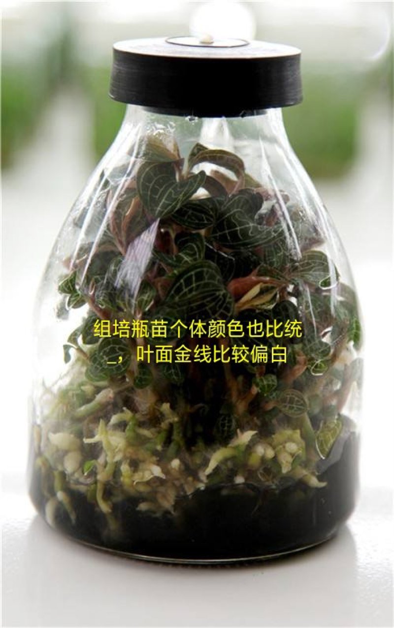 粤北韶关本地野生金线莲，大叶金线莲