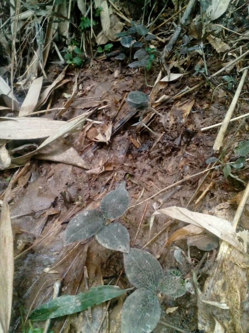 粤北韶关本地野生金线莲，大叶金线莲