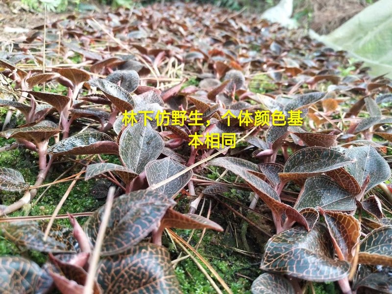 粤北韶关本地野生金线莲，大叶金线莲