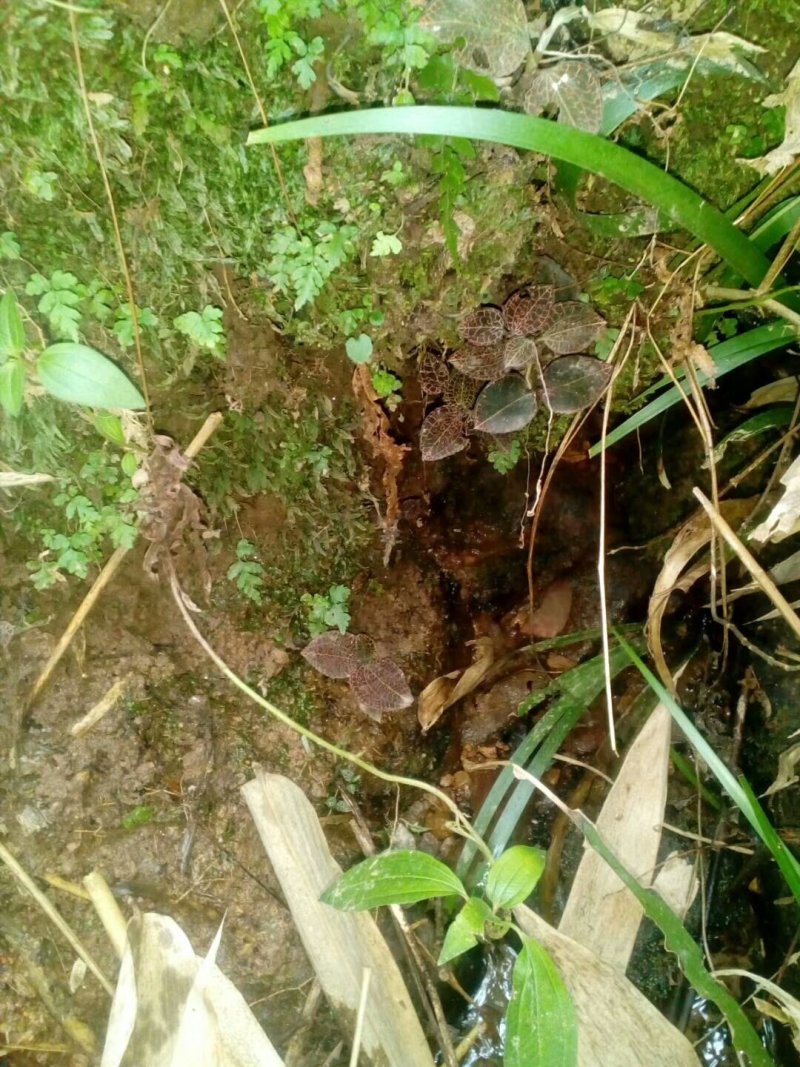 粤北韶关本地野生金线莲，大叶金线莲