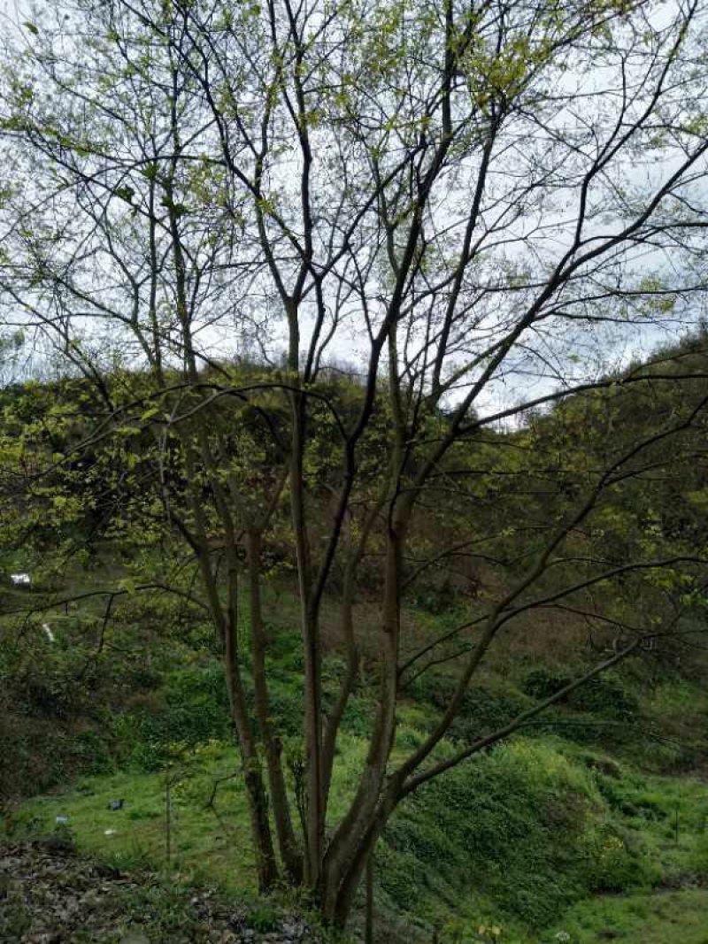 朴树，黄连木，只能骨架，大量现货，宜宾种植基地