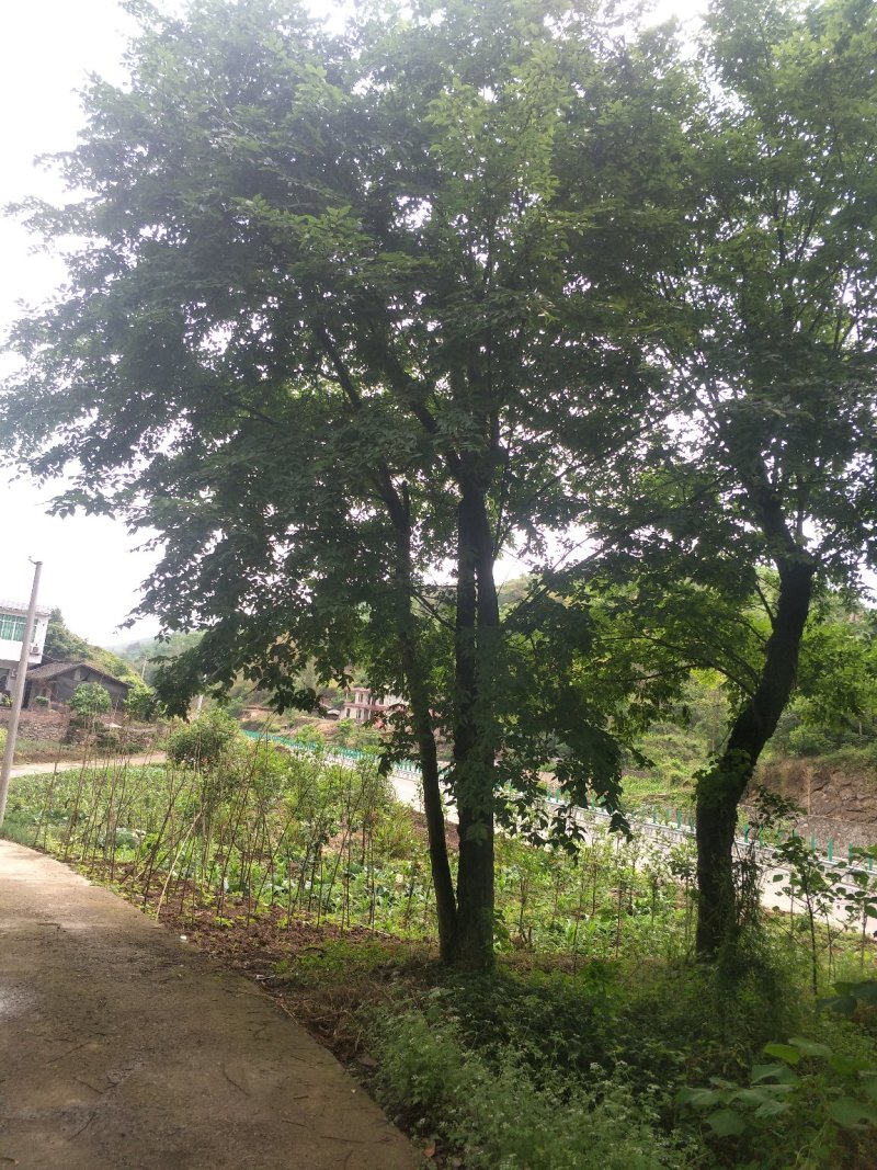 朴树，黄连木，只能骨架，大量现货，宜宾种植基地