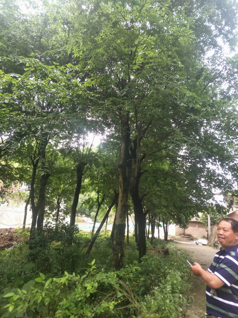 朴树，黄连木，只能骨架，大量现货，宜宾种植基地