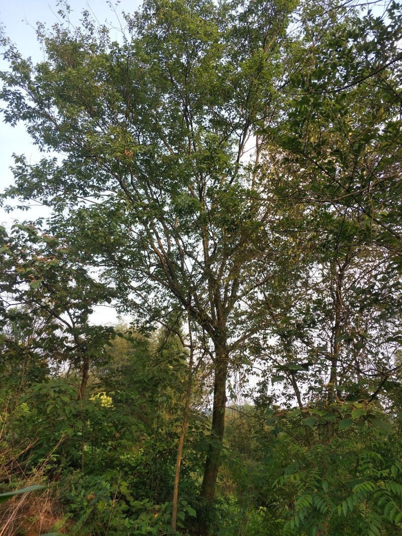 朴树，黄连木，只能骨架，大量现货，宜宾种植基地