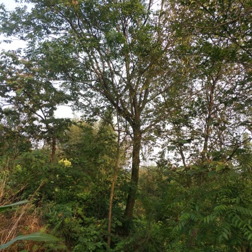 朴树，黄连木，只能骨架，大量现货，宜宾种植基地