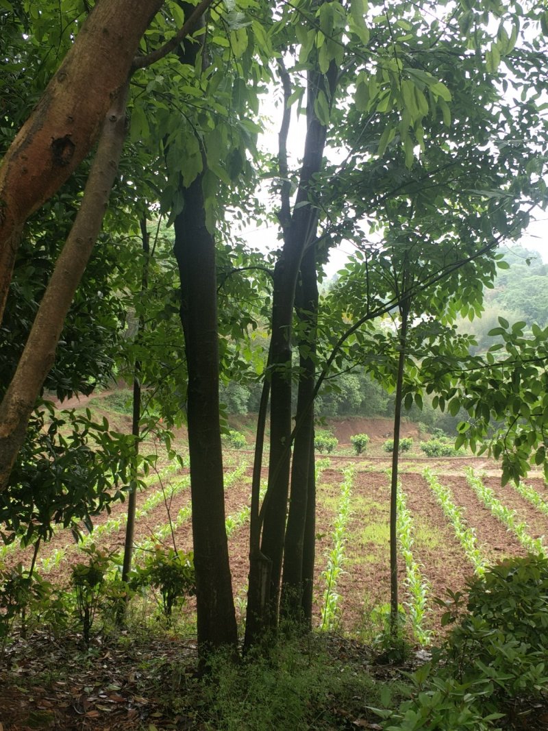 朴树，黄连木，只能骨架，山货直销，宜宾高县朴树