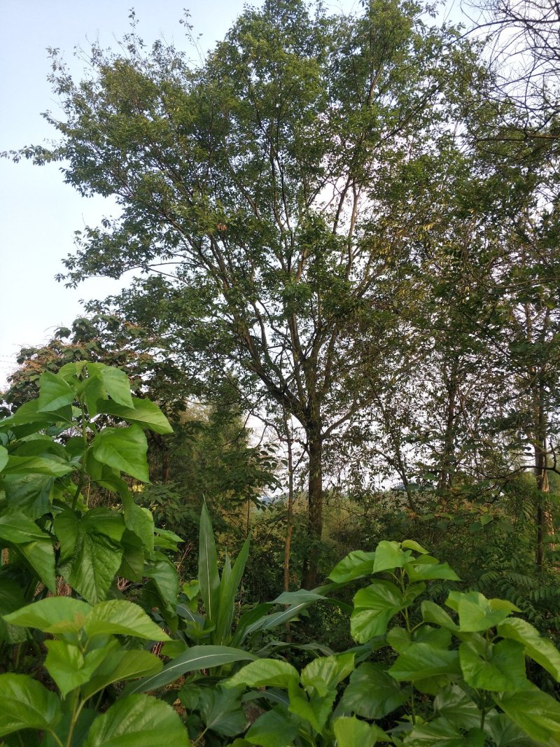 朴树，黄连木，只能骨架，山货直销，宜宾高县朴树