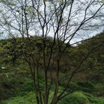 朴树，黄连木，只能骨架，宜宾高县，山货直销便宜
