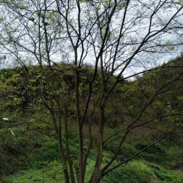 朴树，黄连木，只能骨架，宜宾高县，山货直销便宜