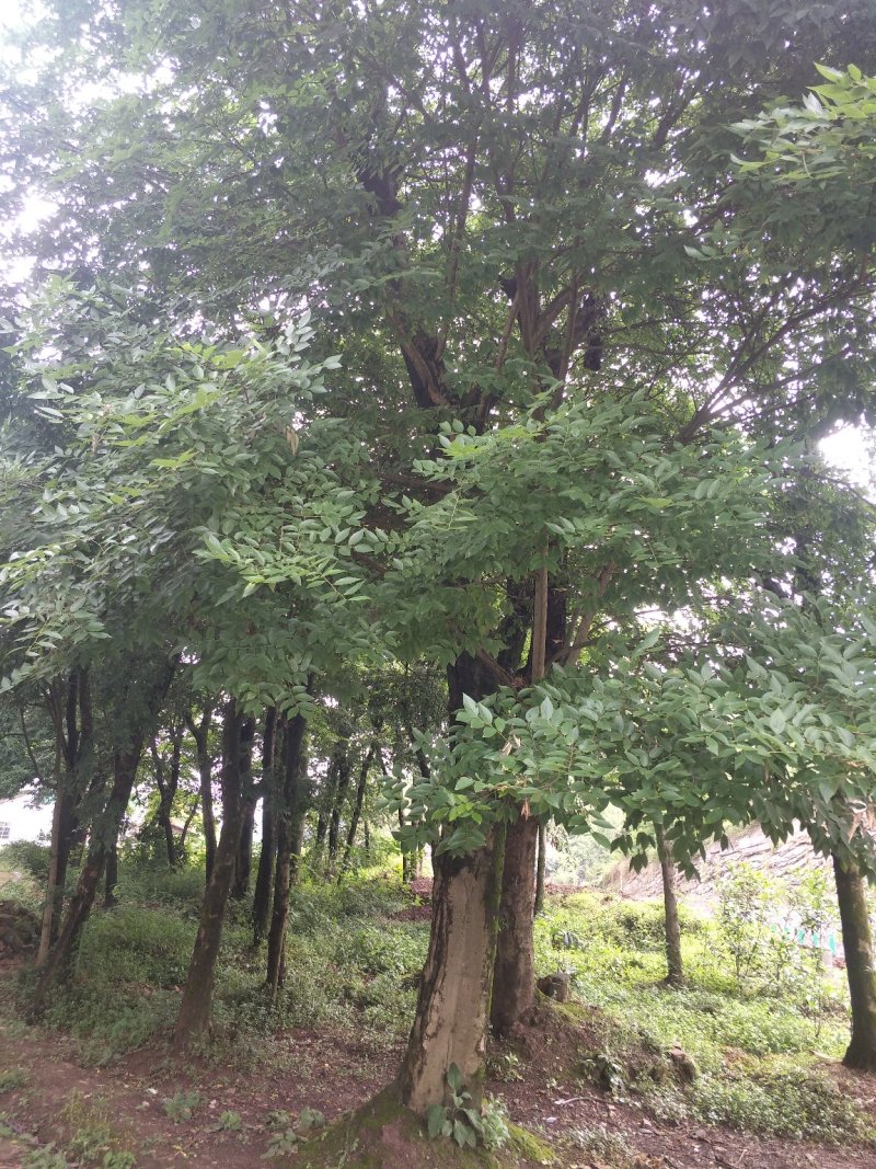 朴树，黄连木，只能骨架，宜宾高县，山货直销便宜