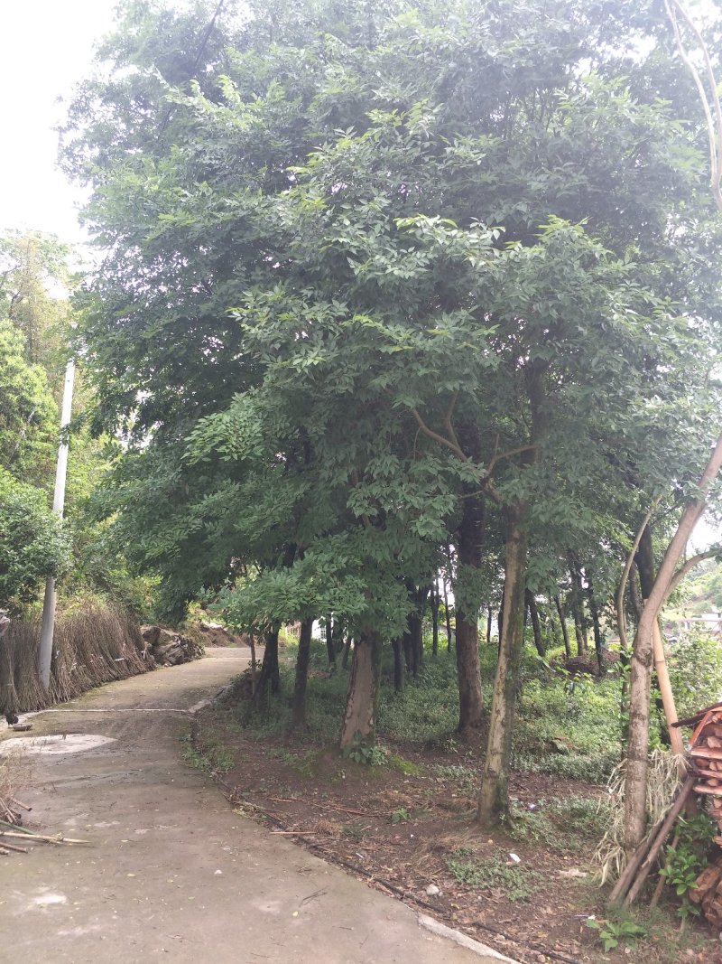 朴树，黄连木，只能骨架，宜宾高县，山货直销便宜