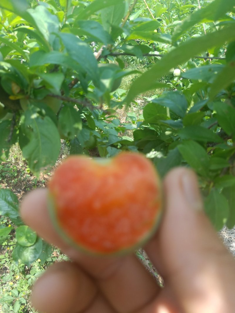 李子：风味玫瑰，味敌，澳洲红李，小宝石，大宝石，清脆