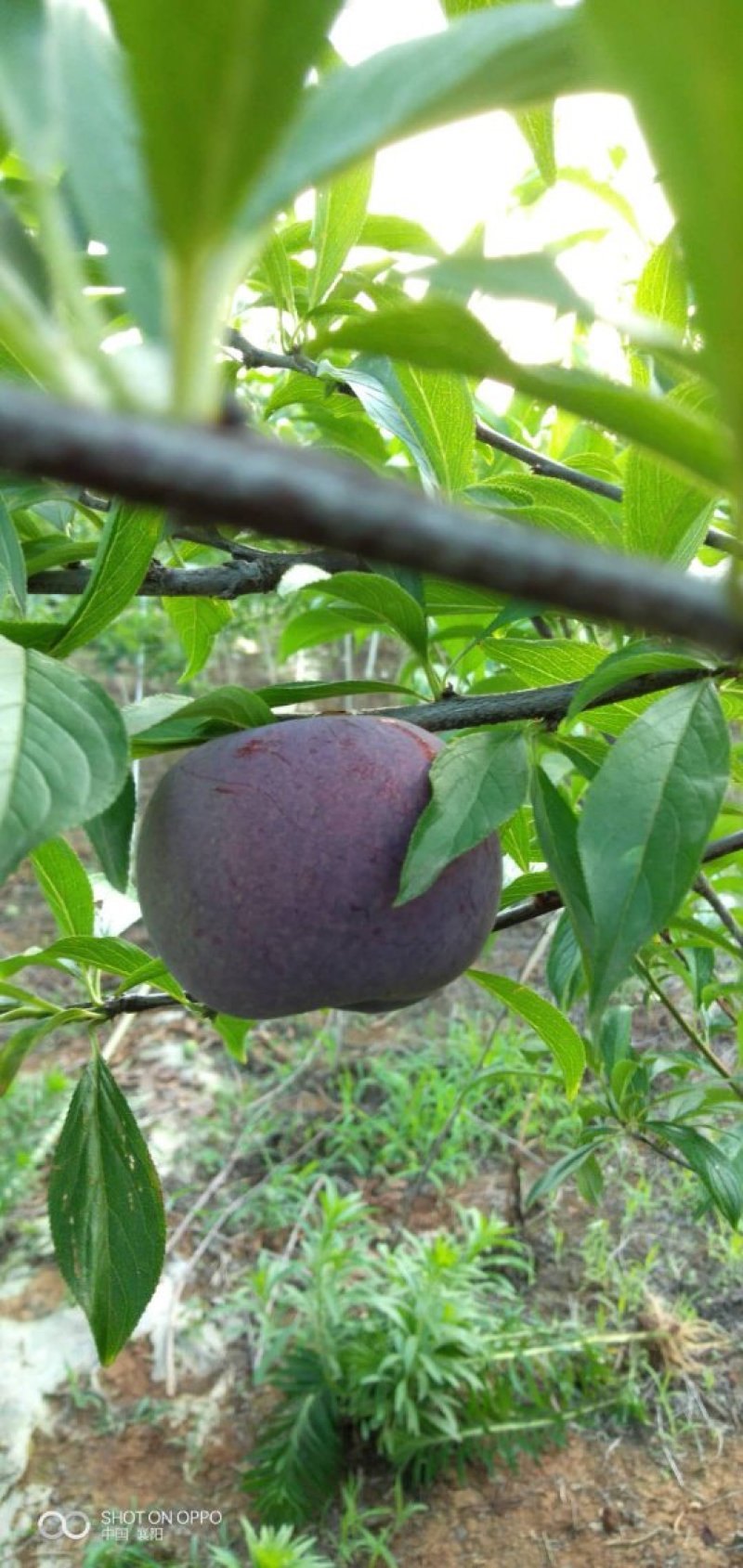 李子：风味玫瑰，味敌，澳洲红李，小宝石，大宝石，清脆