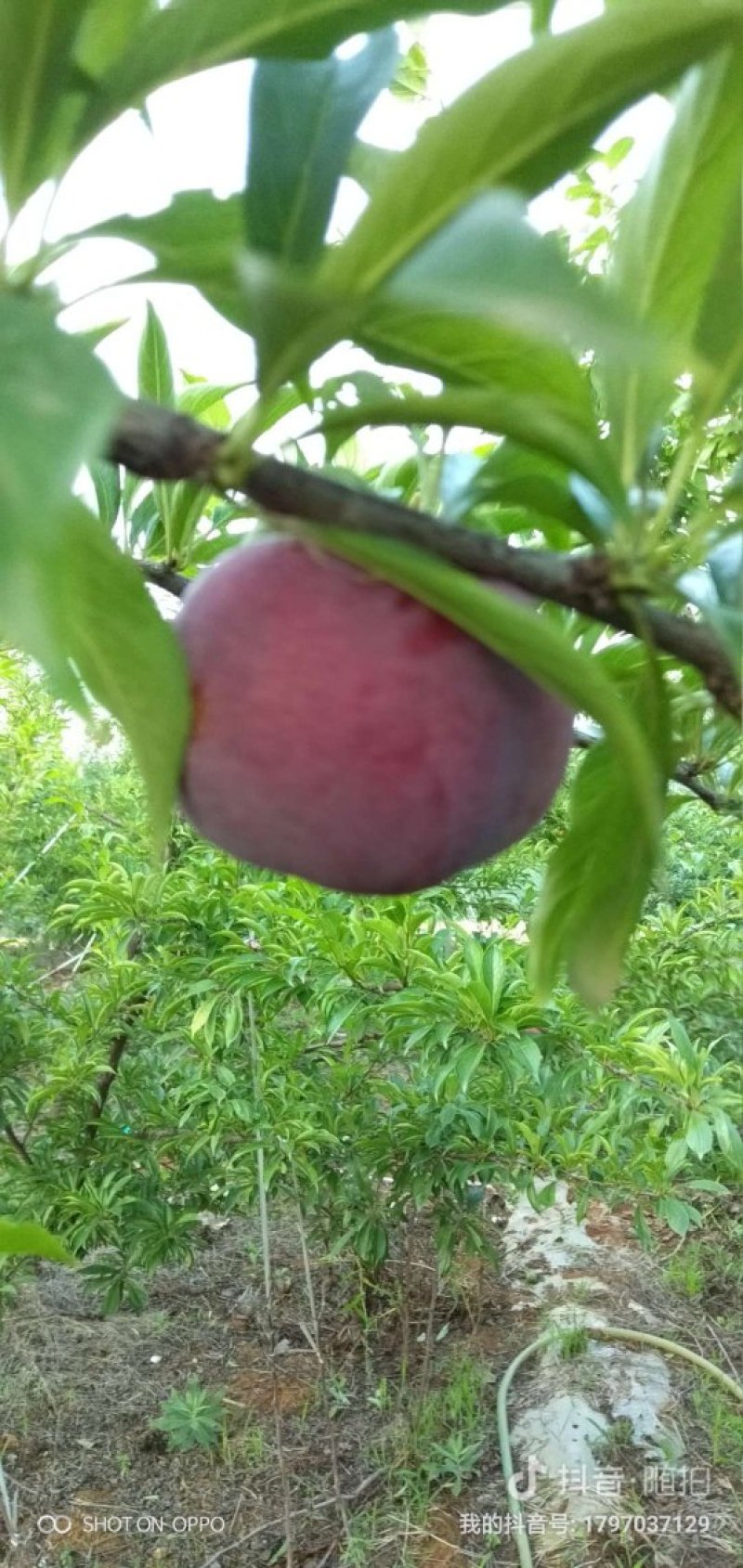 李子：风味玫瑰，味敌，澳洲红李，小宝石，大宝石，清脆