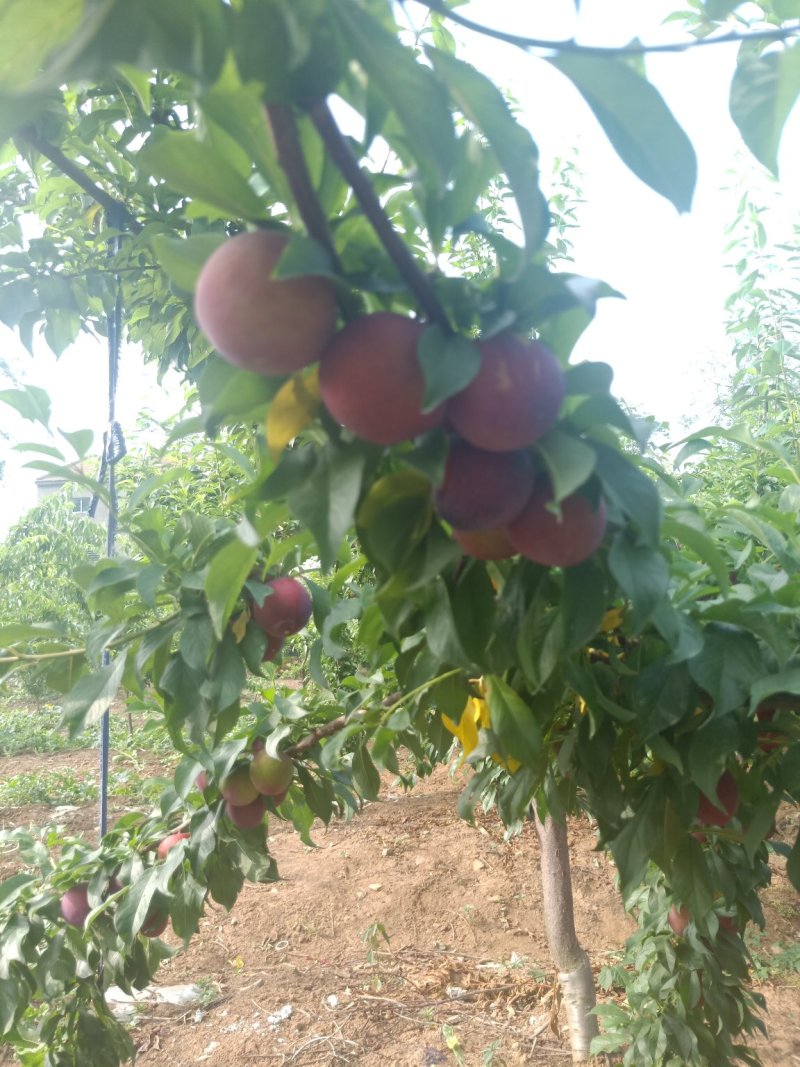 李子：风味玫瑰，味敌，澳洲红李，小宝石，大宝石，清脆