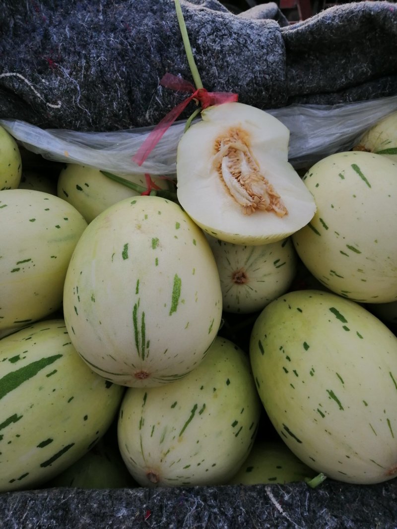 香瓜.甜瓜.中国香瓜之乡.燕店