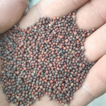 油菜籽，河北本地好菜籽颗粒饱满质量保证大量供应中