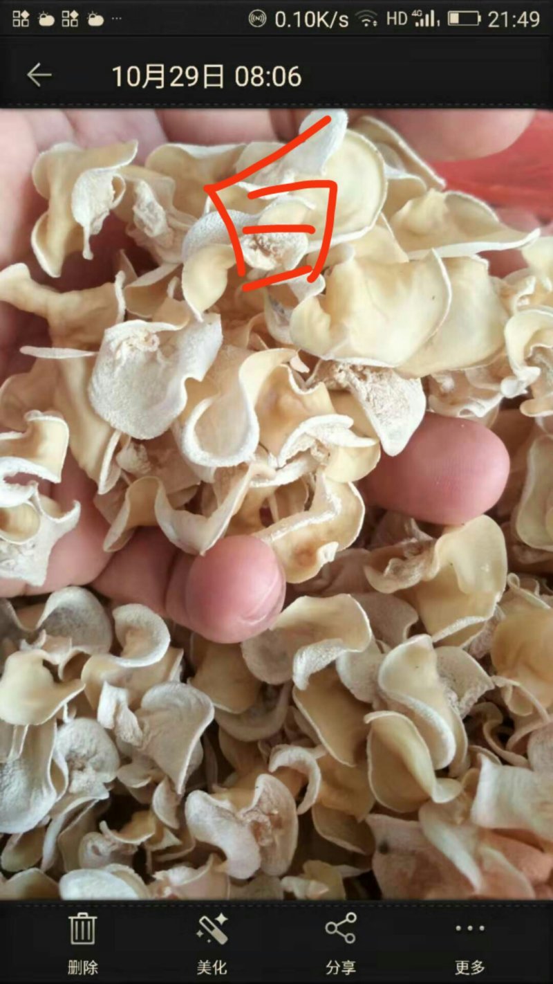 食用菌