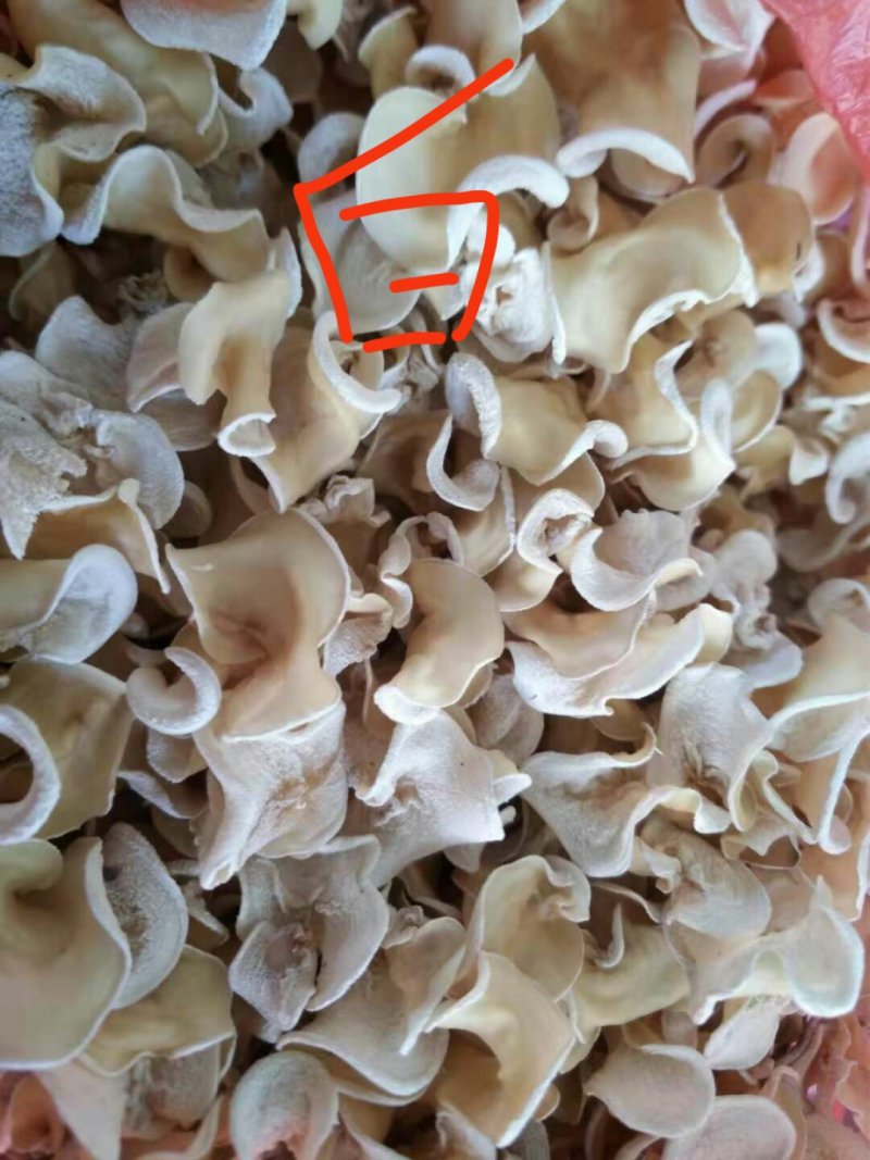 食用菌