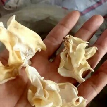 食用菌