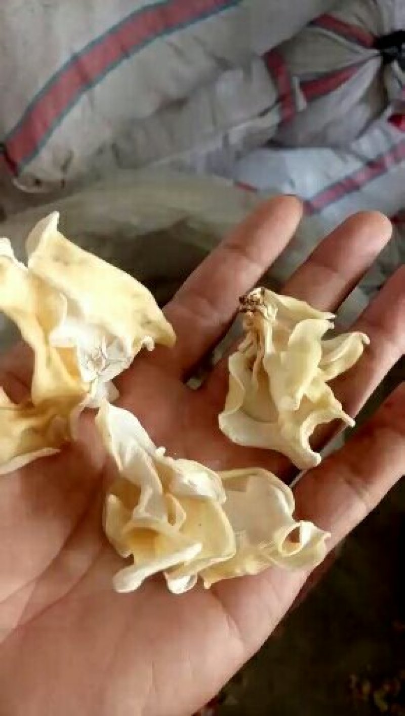食用菌