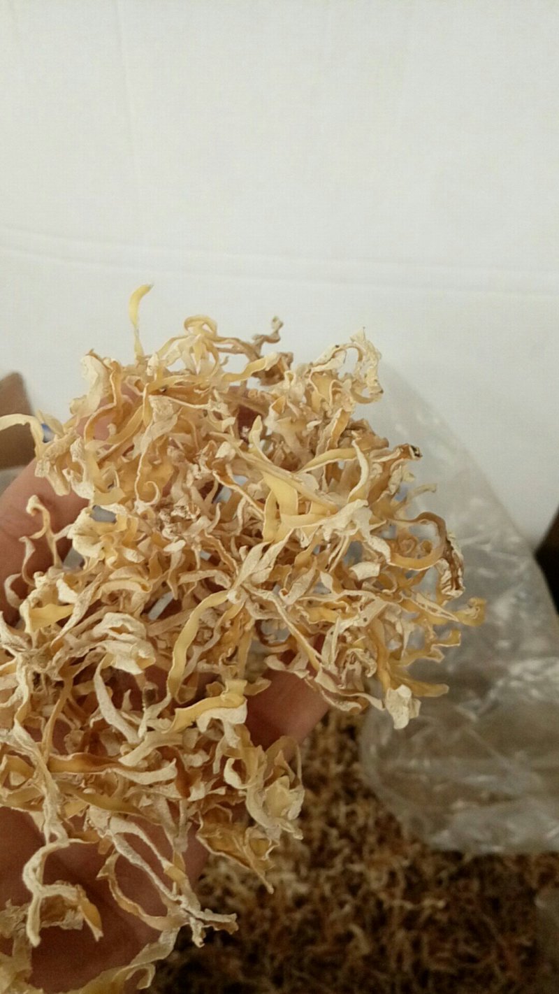 食用菌