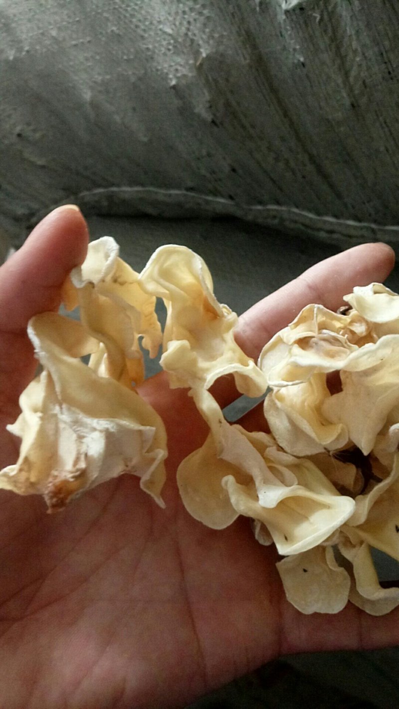 食用菌