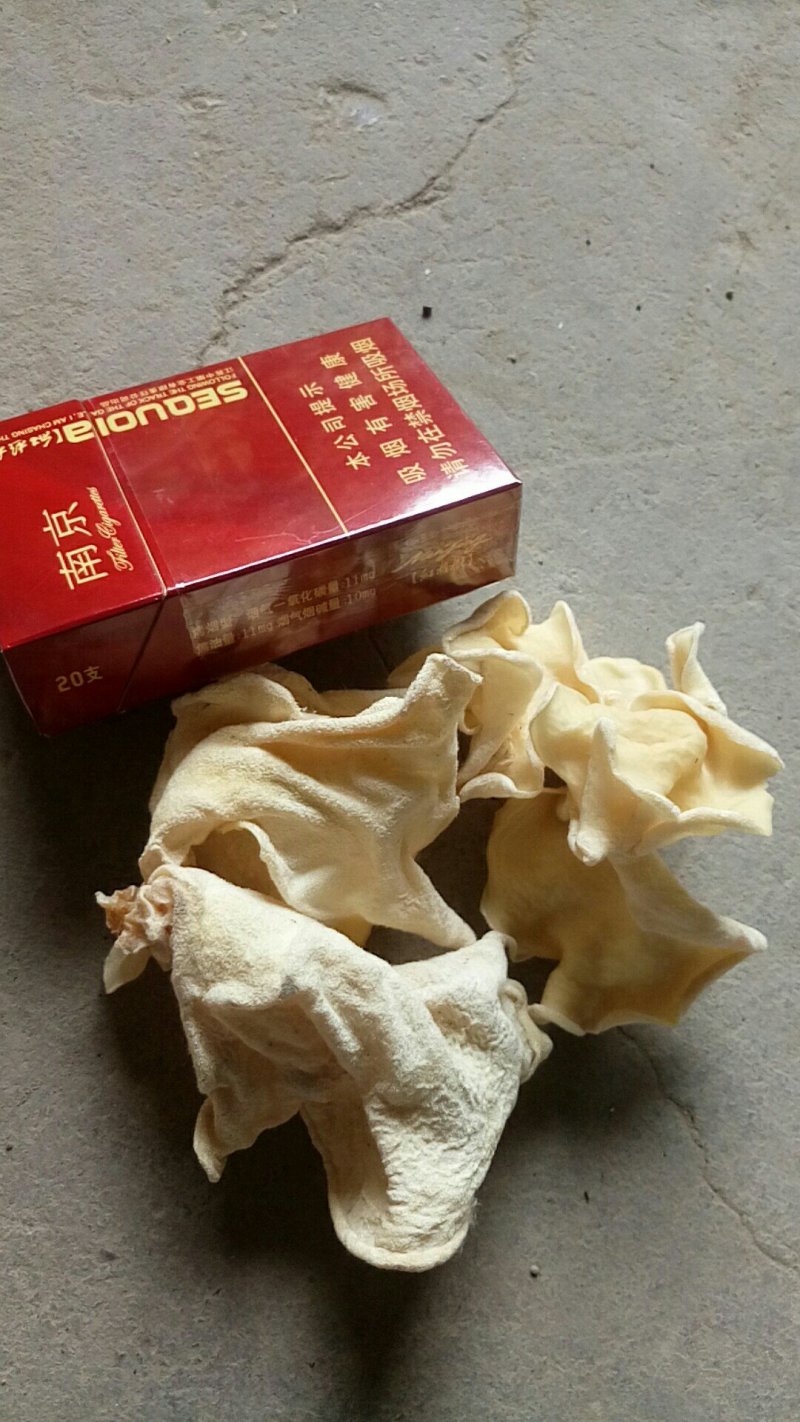 食用菌