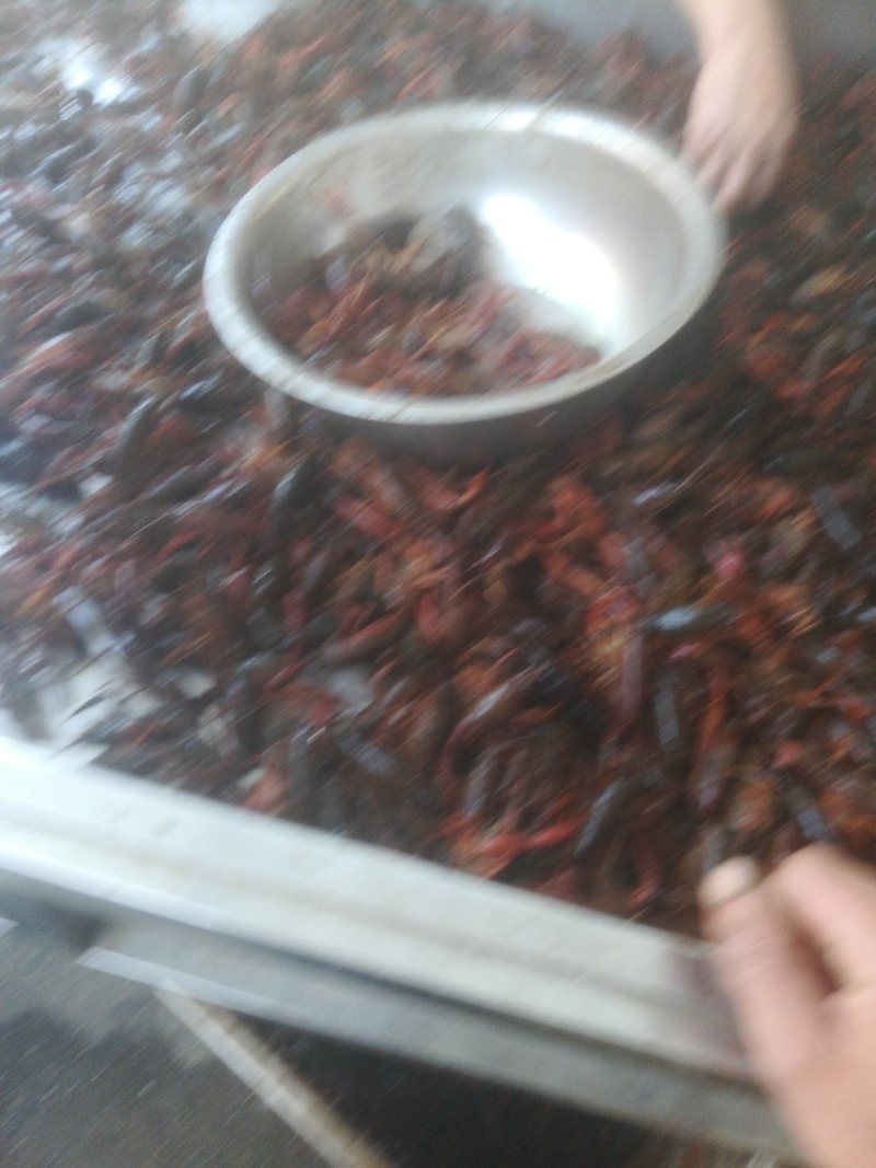 龙虾养殖出售
