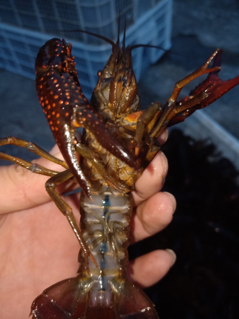 种虾