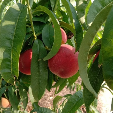 早熟2号春蜜突围新西兰中大果型平头圆型65起步