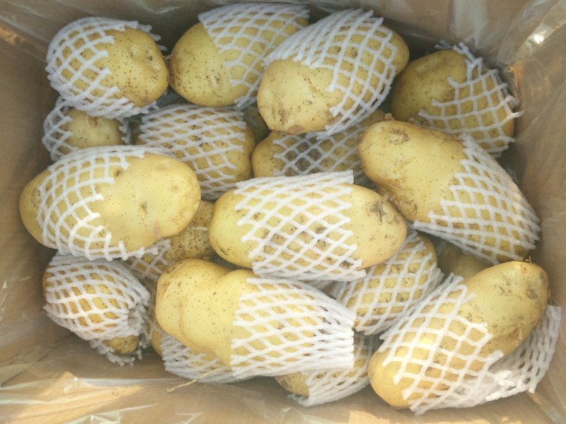 泗水县优质荷兰土豆大量出售中～～～～～～～～～～～